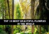 Top 10 Most Beautiful Flowers In The World most beautiful flowers in the world