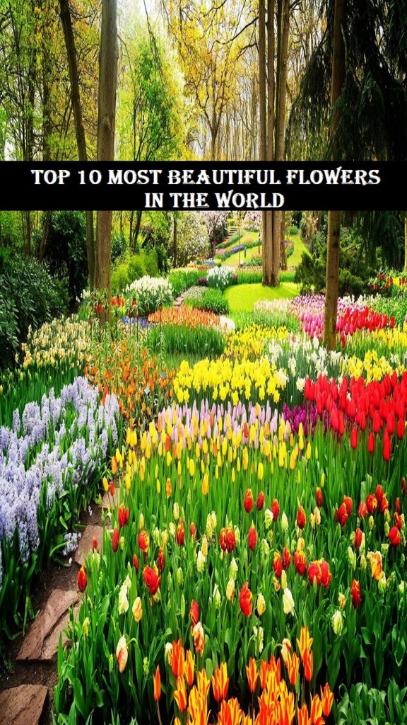 most beautiful flowers in the world