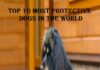 Top 10 Most Protective Dogs In The World most protective dogs in the world