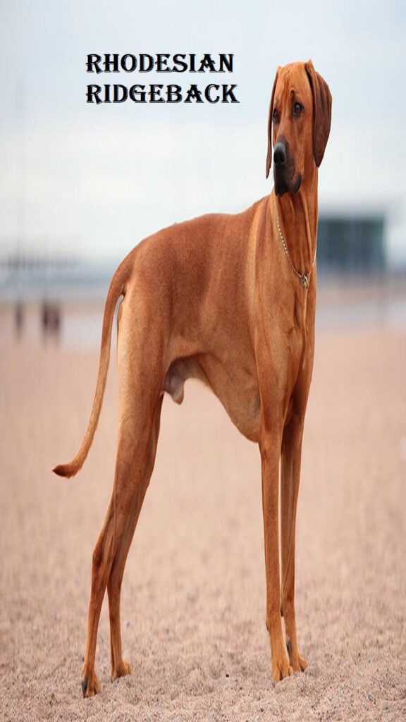 rhodesian ridgeback