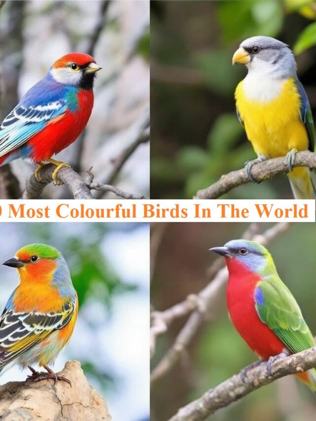 10 Most Colourful Birds In The World